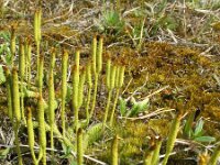 Lycopodium clavatum 34, Grote wolfsklauw, Saxifraga-Rutger Barendse