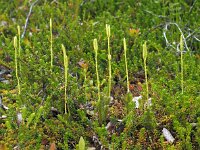 Lycopodium clavatum 35, Grote wolfsklauwe, Saxifraga-Hans Dekker