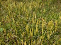 Lycopodium clavatum 36, Grote wolfsklauw, Saxifraga-Ed Stikvoort