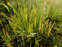 Lycopodium clavatum 37, Grote wolfsklauw, Saxifraga-Ed Stikvoort