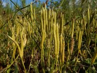 Lycopodium clavatum 38, Grote wolfsklauw, Saxifraga-Ed Stikvoort