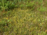 Lycopodium clavatum 39, Grote wolfsklauw, Saxifraga-Ed Stikvoort