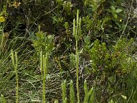 Lycopodium clavatum 4, Grote wolfsklauw, Saxifraga-Willem van Kruijsbergen