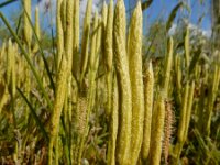 Lycopodium clavatum 40, Grote wolfsklauw, Saxifraga-Ed Stikvoort