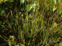 Lycopodium clavatum 41, Grote wolfsklauw, Saxifraga-Ed Stikvoort
