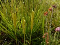 Lycopodium clavatum 42, Grote wolfsklauw, Saxifraga-Ed Stikvoort