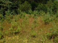 Lycopodium clavatum 44, Grote wolfsklauw, Saxifraga-Ed Stikvoort