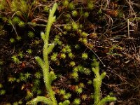 Lycopodium clavatum 45, Grote wolfsklauw, Saxifraga-Ed Stikvoort