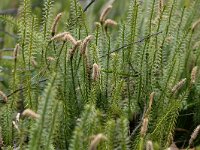 Lycopodium clavatum 46, Grote wolfsklauw, Saxifraga-Tom Heijnen
