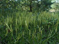 Lycopodium clavatum 5, Grote wolfsklauw, Saxifraga-Mark Zekhuis