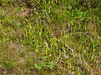 Lycopodium clavatum 55, Grote wolfsklauw, Saxifraga-Hans Grotenhuis