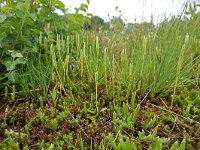Lycopodium clavatum 57, Grote wolfsklauw, Saxifraga-Mark Zekhuis