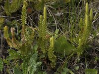 Lycopodium clavatum 61, Grote wolfsklauw, Saxifraga-Willem van Kruijsbergen