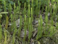 Lycopodium clavatum 63, Grote wolfsklauw, Saxifraga-Willem van Kruijsbergen