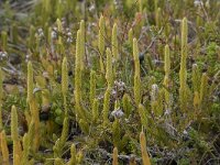 Lycopodium clavatum 69, Grote wolfsklauw, Saxifraga-Willem van Kruijsbergen