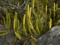 Lycopodium clavatum 7, Grote wolfsklauw, Saxifraga-Willem van Kruijsbergen