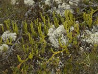 Lycopodium clavatum 8, Grote wolfsklauw, Saxifraga-Willem van Kruijsbergen