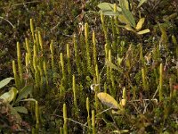 Lycopodium clavatum 9, Grote wolfsklauw, Saxifraga-Willem van Kruijsbergen