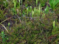 Lycopodium clavatum ssp clavatum 20, Grote wolfsklauw, Saxifraga-Ed Stikvoort