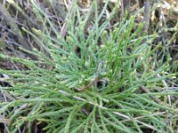 Lycopodium tristachyum 2, Kleine wolfsklauw, Saxifraga-Rutger Barendse