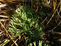 Lycopodium tristachyum 3, Kleine wolfsklauw, Saxifraga-Rutger Barendse