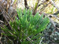 Lycopodium tristachyum 4, Kleine wolfsklauw, Saxifraga-Rutger Barendse