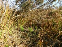 Lycopodium tristachyum 5, Kleine wolfsklauw, Saxifraga-Rutger Barendse