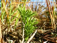 Lycopodium tristachyum 9, Kleine wolfsklauw, Saxifraga-Rutger Barendse