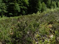 Lycopodium x oellgaardii 2, Saxifraga-Ed Stikvoort : Pierre de Haute s9900