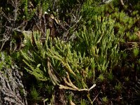 Lycopodium x oellgaardii 3, Saxifraga-Ed Stikvoort : Pierre de Haute s9900