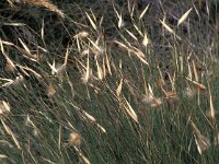 Lygeum spartum 2, Saxifraga-Jan van der Straaten