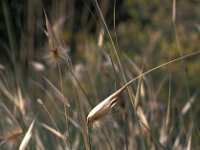 Lygeum spartum 3, Saxifraga-Jan van der Straaten