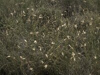 Lygeum spartum 4, Saxifraga-Willem van Kruijsbergen