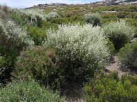 Lygos monosperma 2, Saxifraga-Michiel Drok
