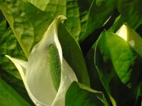 Lysichiton camtschacensis 2, Saxifraga-Ed Stikvoort