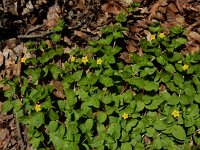 Lysimachia nemorum 34, Boswederik, Saxifraga-Ed Stikvoort : Posada de Valdeón - Espinama s9900