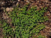 Lysimachia nemorum 35, Boswederik, Saxifraga-Ed Stikvoort : Posada de Valdeón - Espinama s9900