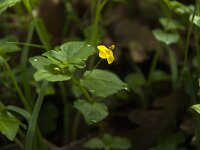 Lysimachia nemorum 4, Boswederik, Saxifraga-Willem van Kruijsbergen