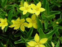 Lysimachia nemorum ssp azorica 23, Saxifraga-Ed Stikvoort