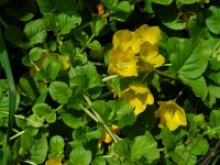 Lysimachia nummularia 10, Penningkruid, Saxifraga-Ed Stikvoort