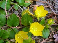 Lysimachia nummularia 12, Penningkruid, Saxifraga-Ed Stikvoort