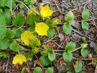Lysimachia nummularia 13, Penningkruid, Saxifraga-Ed Stikvoort