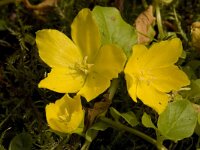 Lysimachia nummularia 2, Penningkruid, Saxifraga-Willem van Kruijsbergen