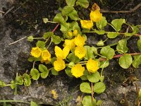 Lysimachia nummularia 3, Penningkruid, Saxifraga-Peter Meininger
