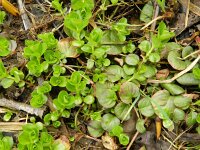 Lysimachia nummularia 4, Penningkruid, Saxifraga-Rutger Barendse
