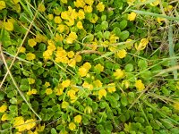 Lysimachia nummularia 5, Penningkruid, Saxifraga-Rutger Barendse