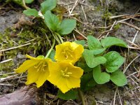 Lysimachia nummularia 6, Penningkruid, Saxifraga-Ed Stikvoort