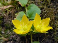 Lysimachia nummularia 7, Penningkruid, Saxifraga-Ed Stikvoort