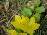 Lysimachia nummularia 8, Penningkruid, Saxifraga-Ed Stikvoort : viroin2011