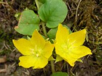 Lysimachia nummularia 9, Penningkruid, Saxifraga-Ed Stikvoort